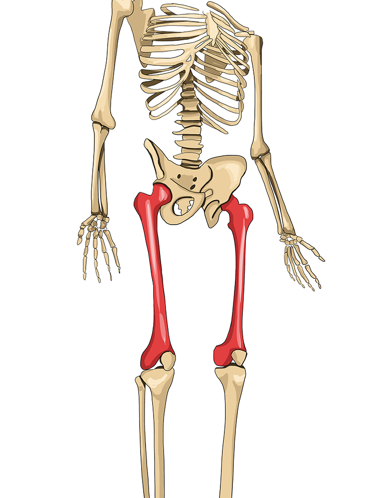 The femur is located between the pelvis and the knee of humans